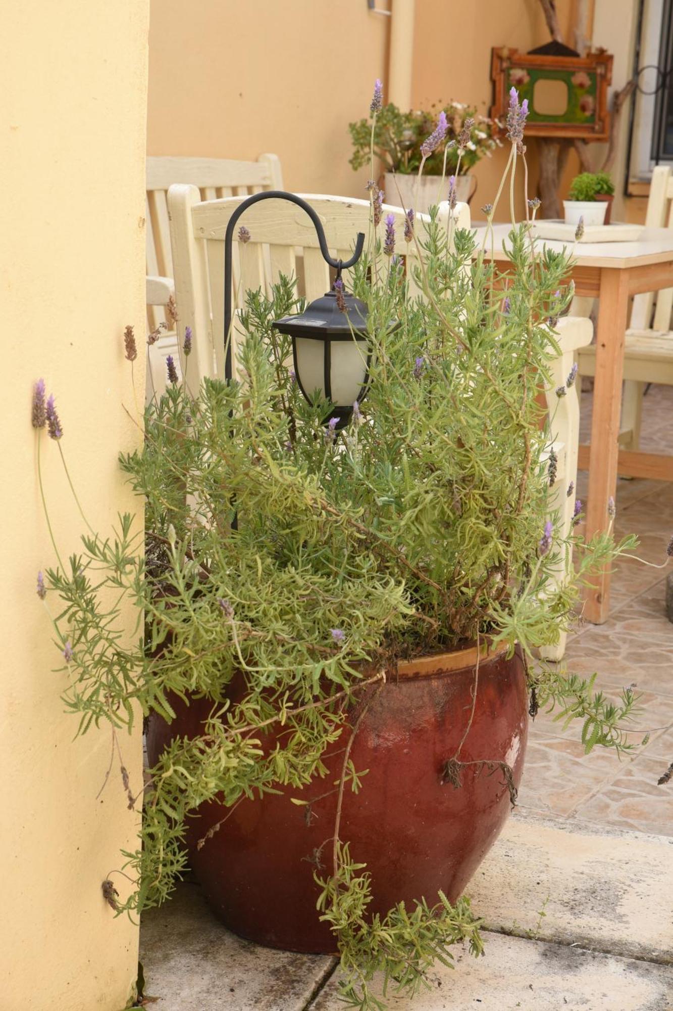 Villa Maxim In Corfu Town Anemomylos 外观 照片
